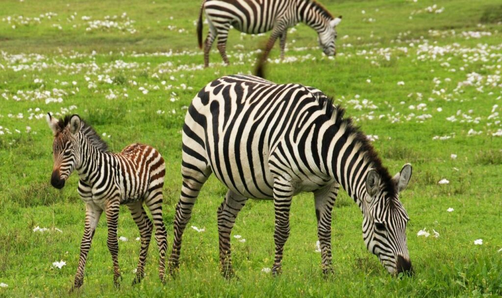 Photo of 3 Zebra on Green Grass Field