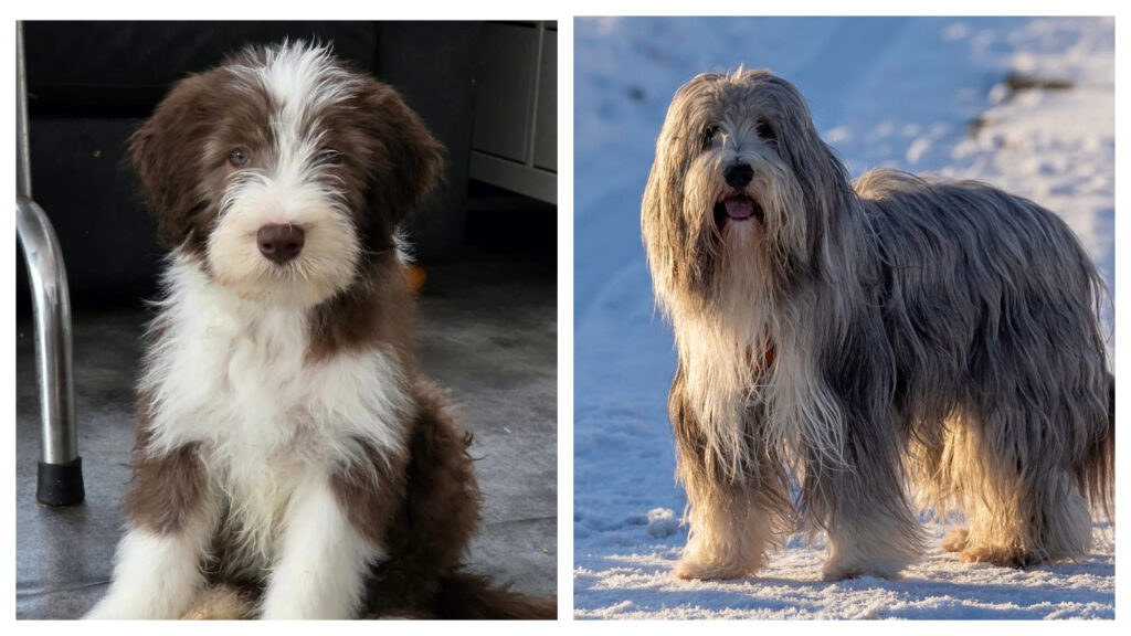 A Bearded Collie pup vs. Adult
