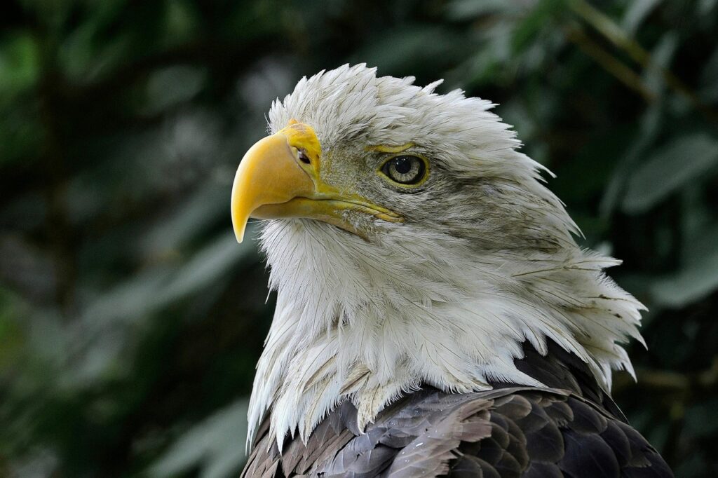 bald eagle