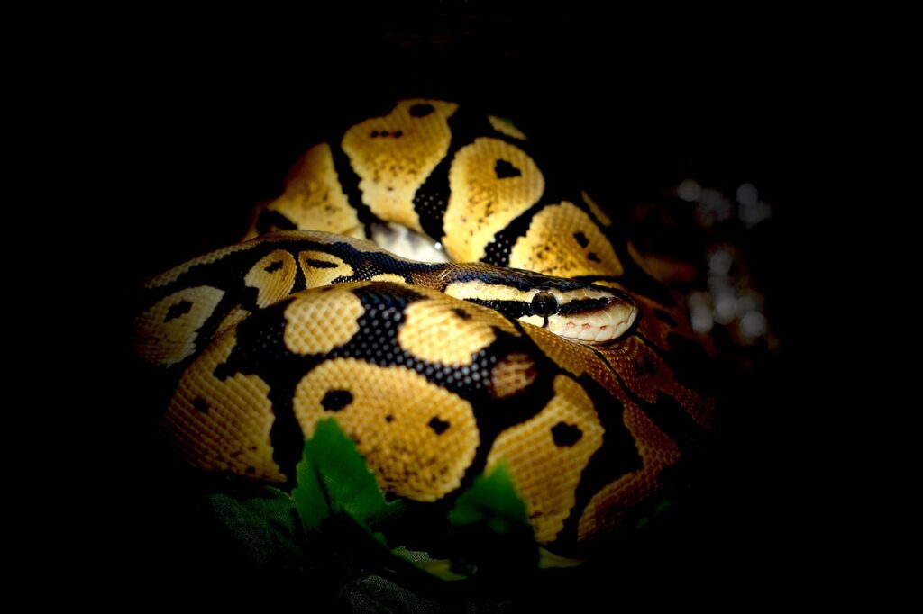 ball-python-