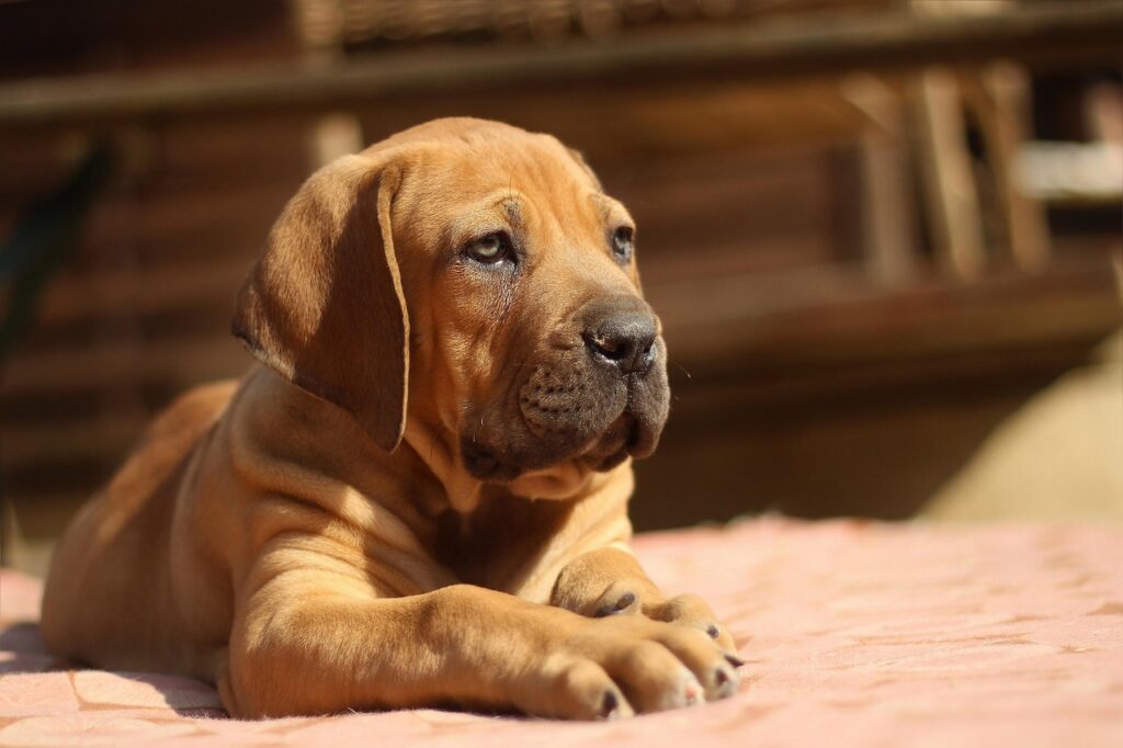 Boerboel Dog