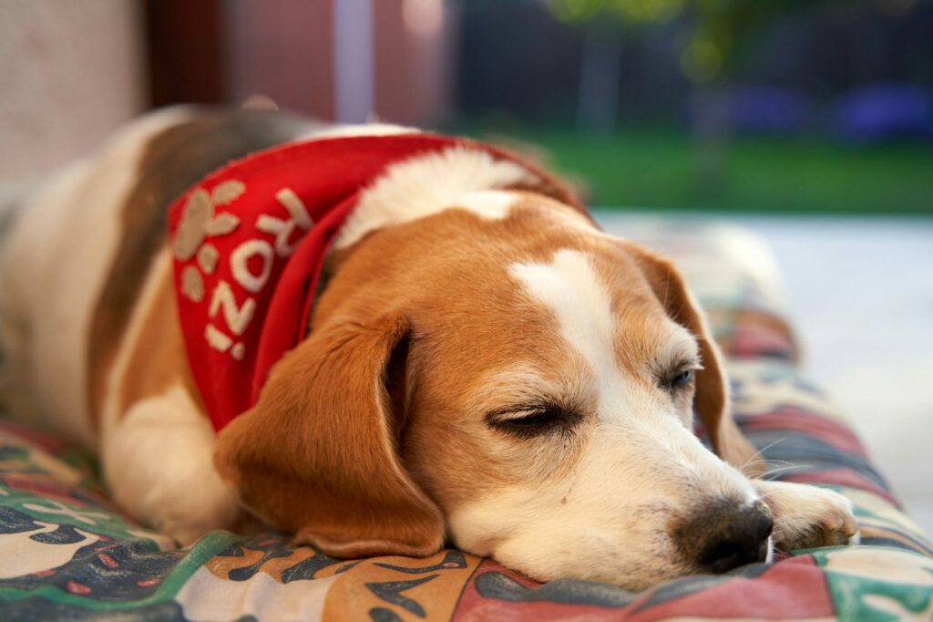Dog sleeping on couch