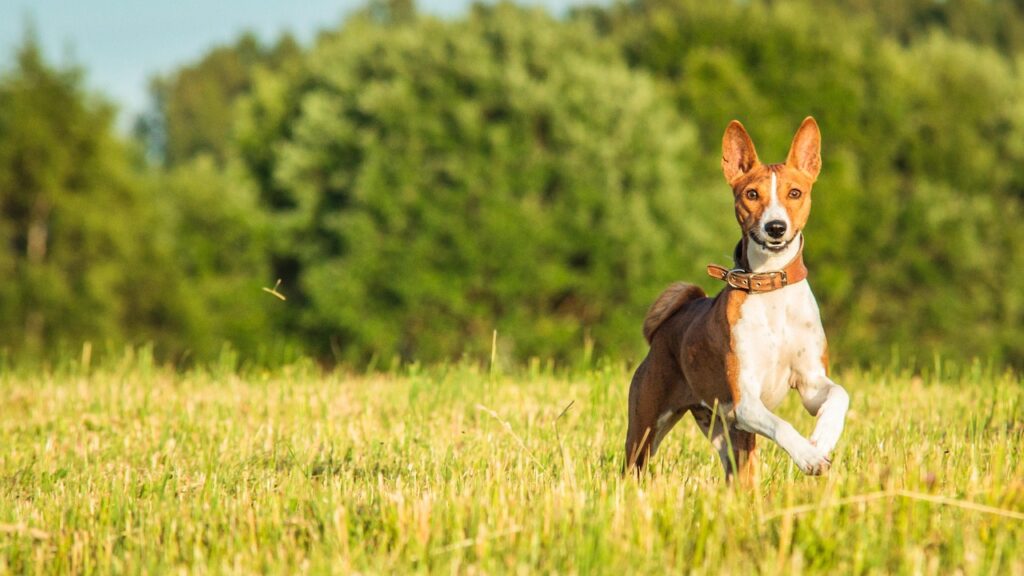 basenji