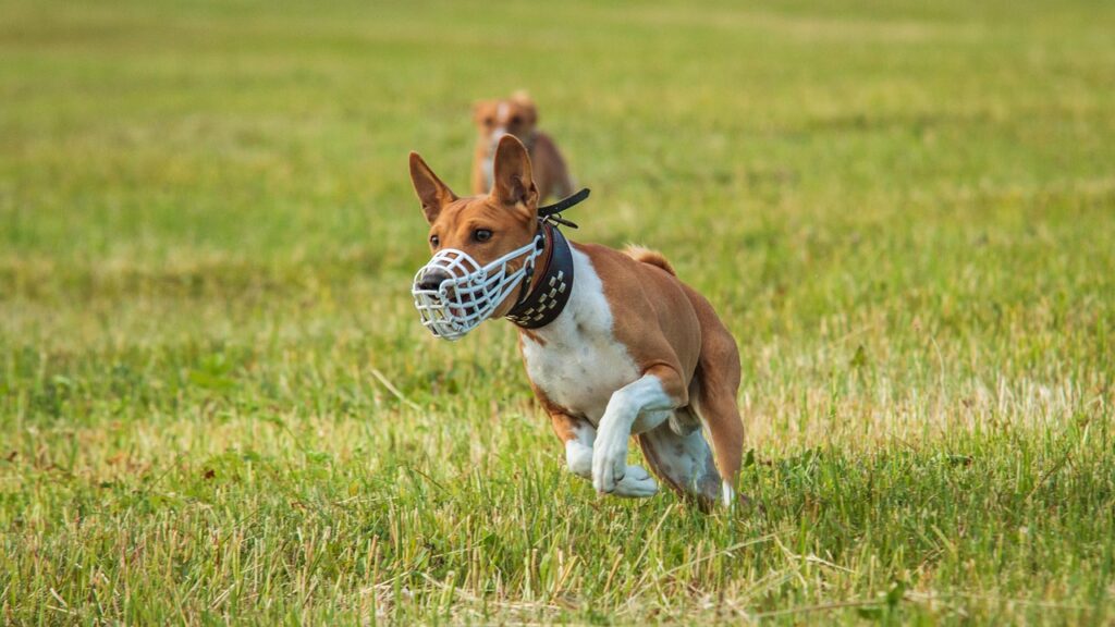 basenji