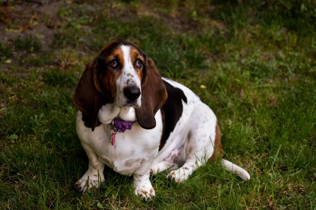 basset hound on grass