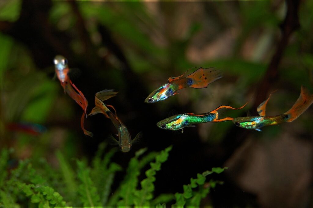 Guppies in a filter-free tank