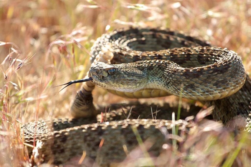 Prairie rattlesnake