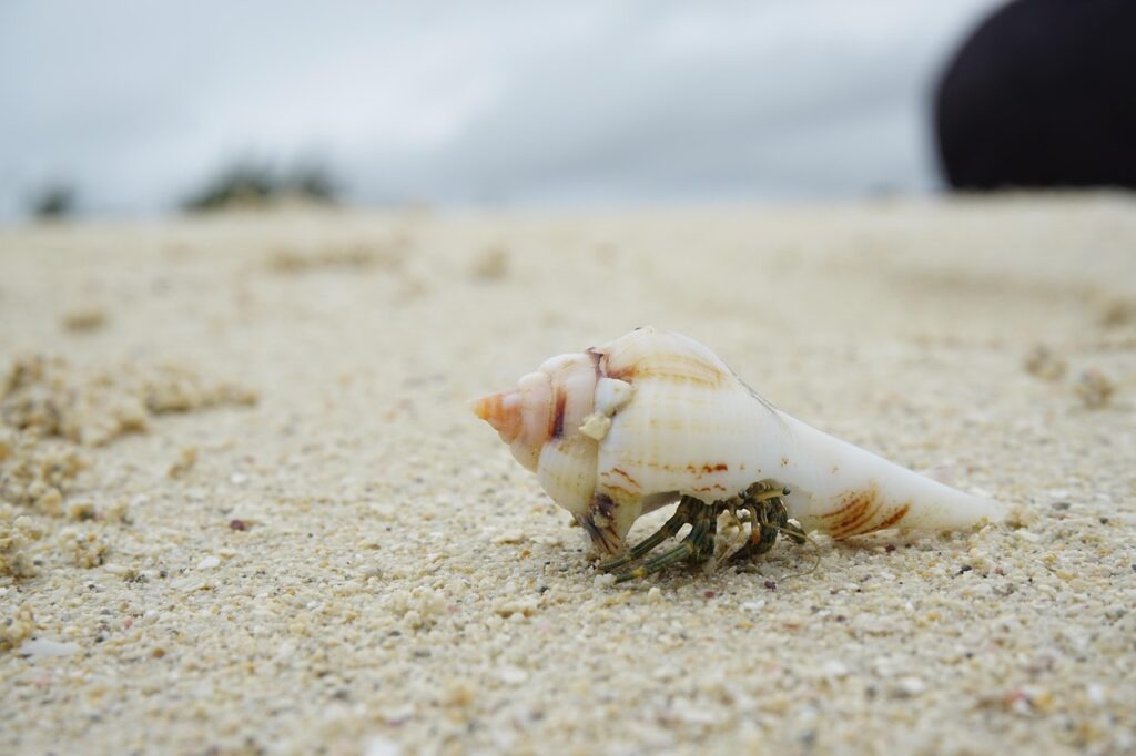 hermit crab