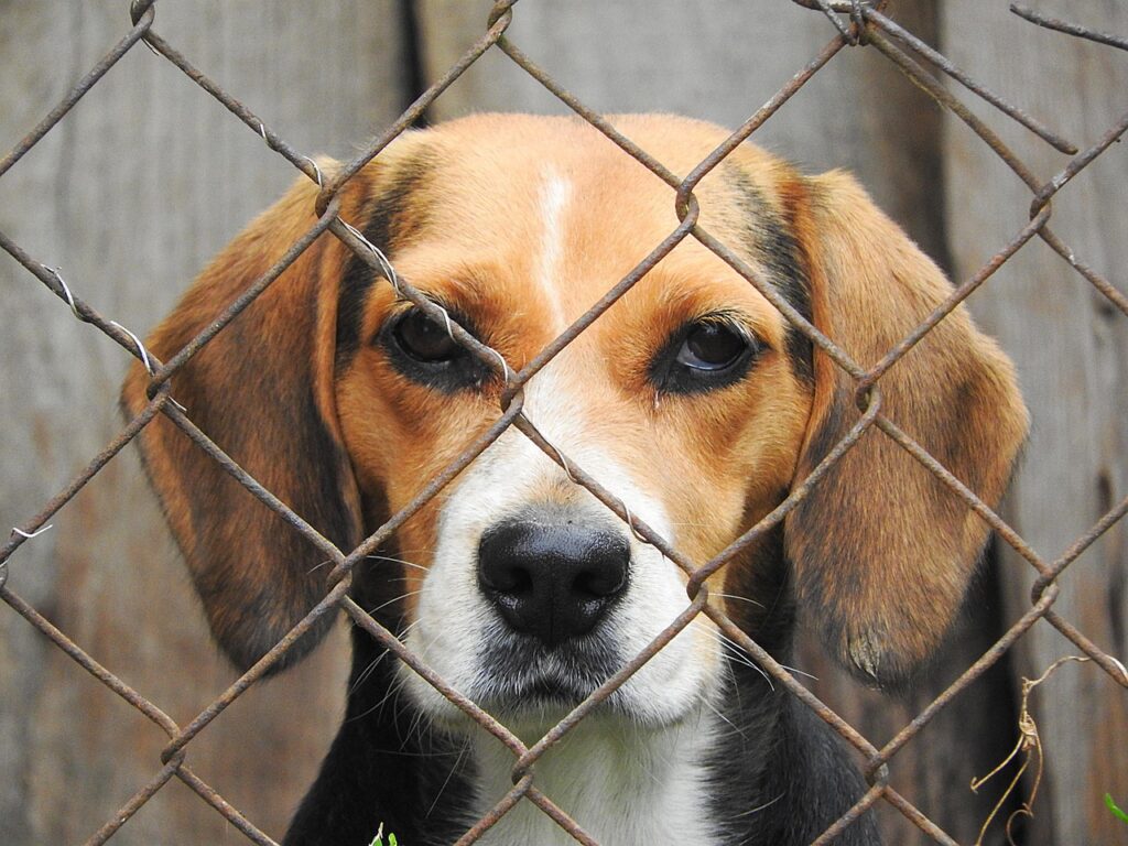 beagle