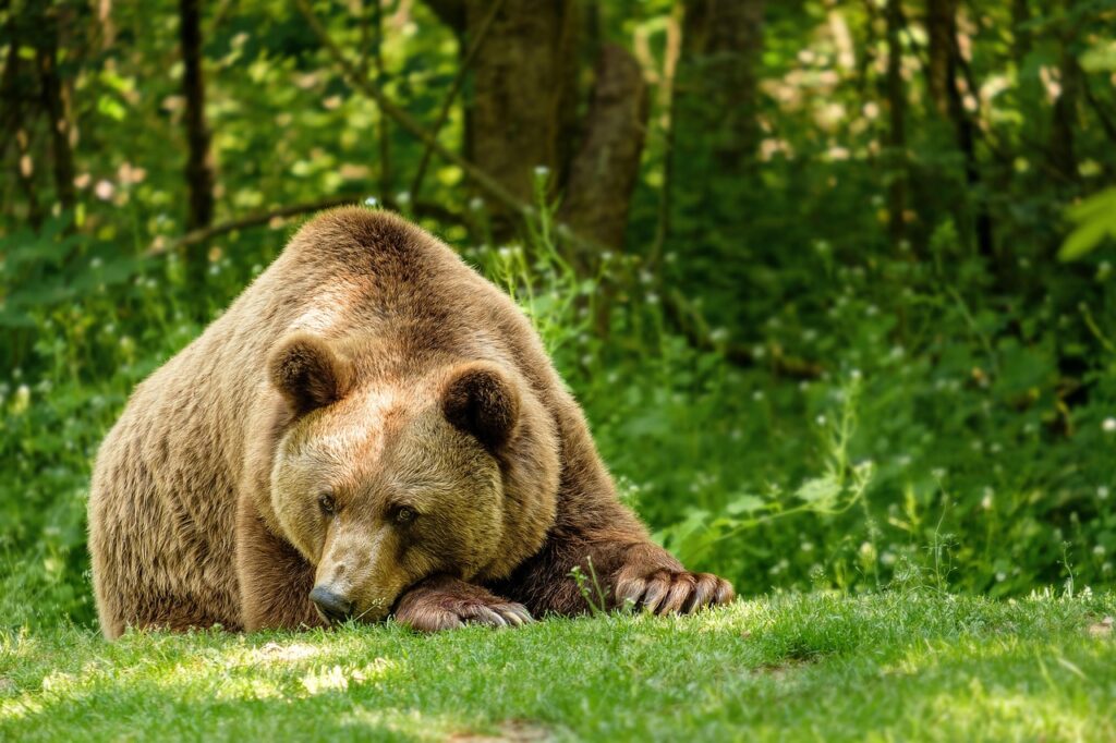 bear