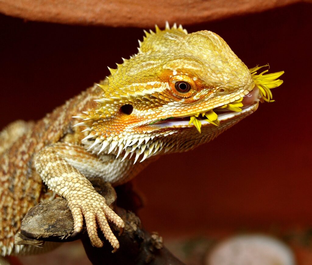 bearded-dragon