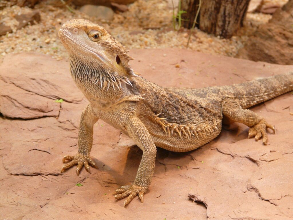 bearded-dragon-