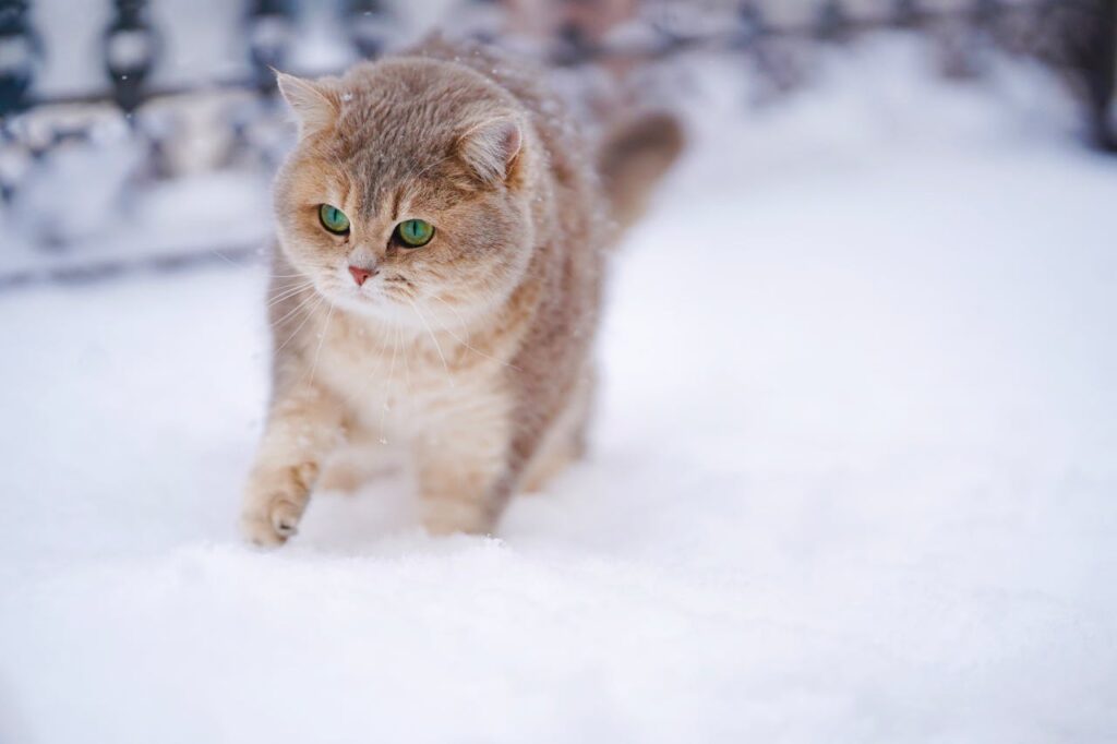 British Shorthair in snow