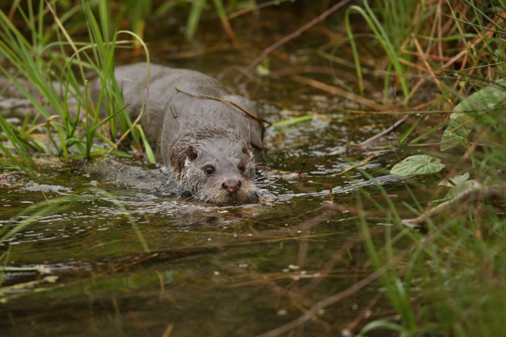 sea otter in a forest