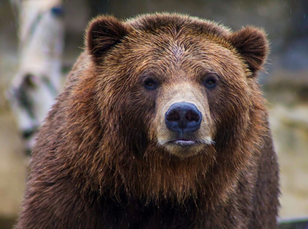Curious Bear