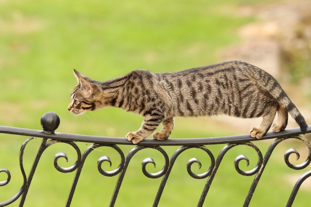 bengal cat