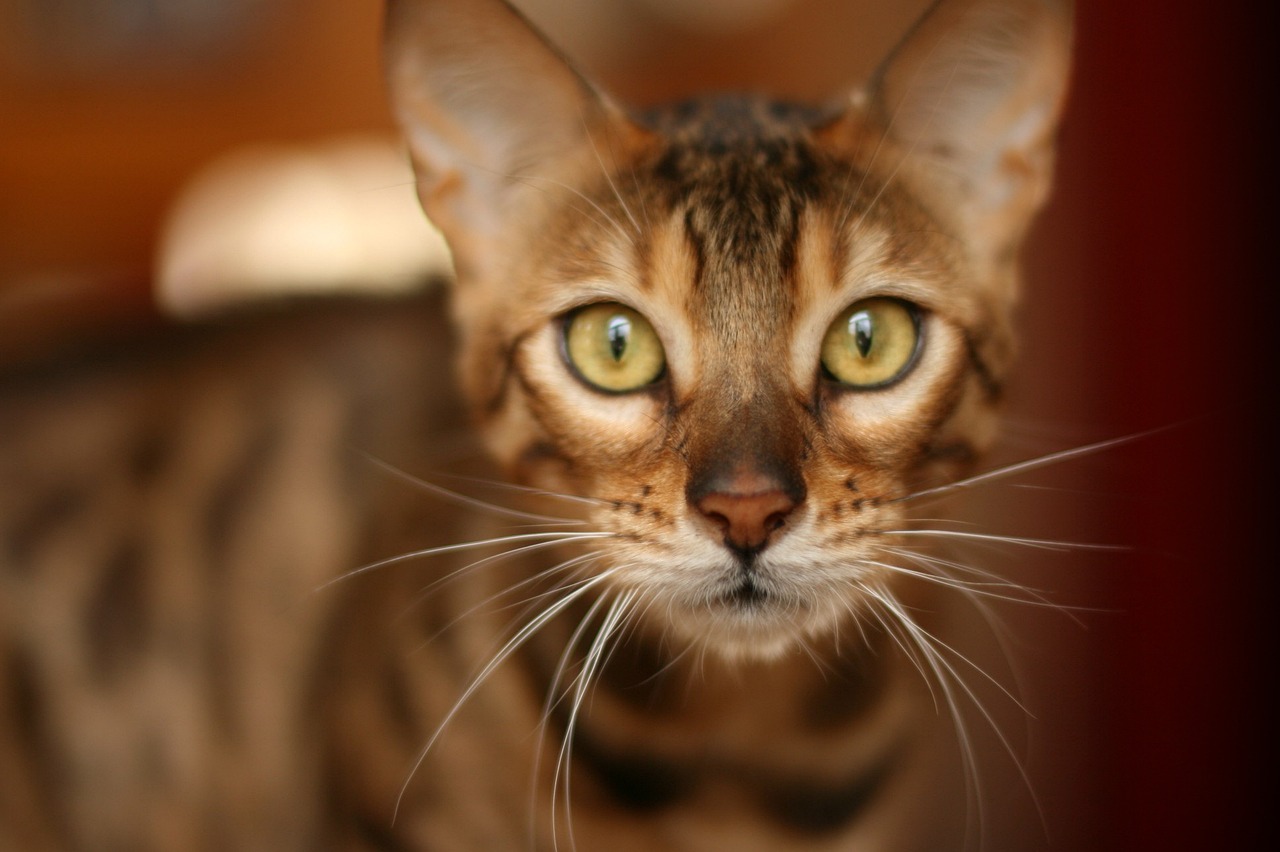 bengal cat