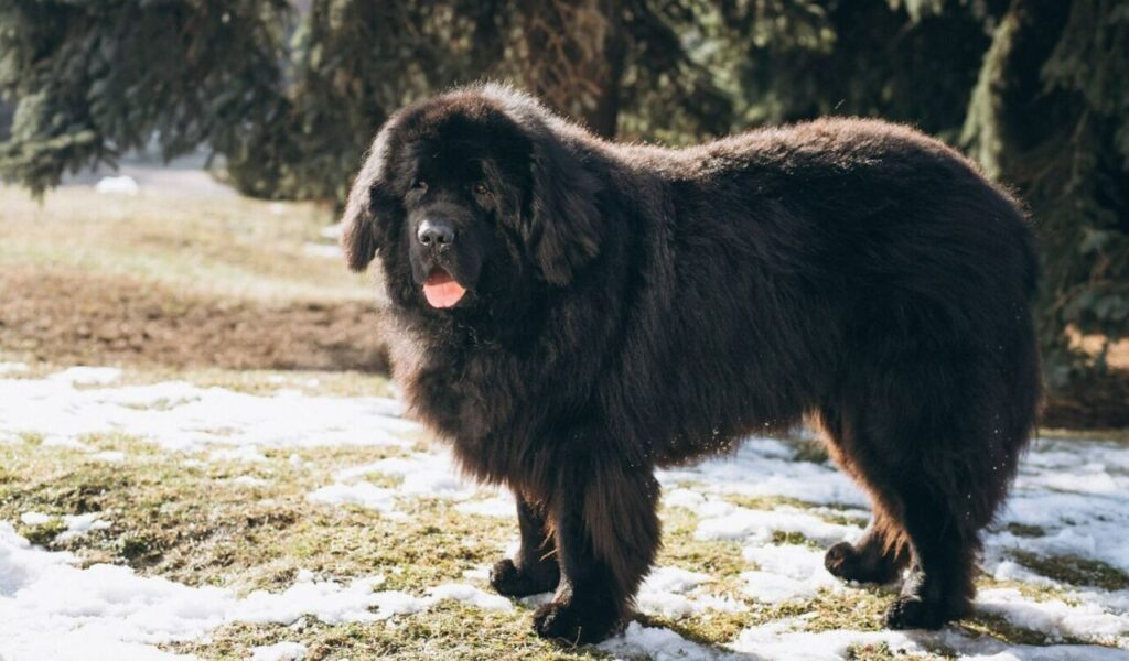 Big black dog outside in park