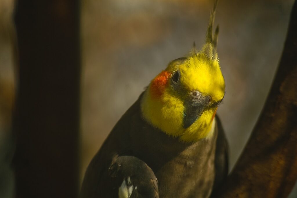 cockatiel