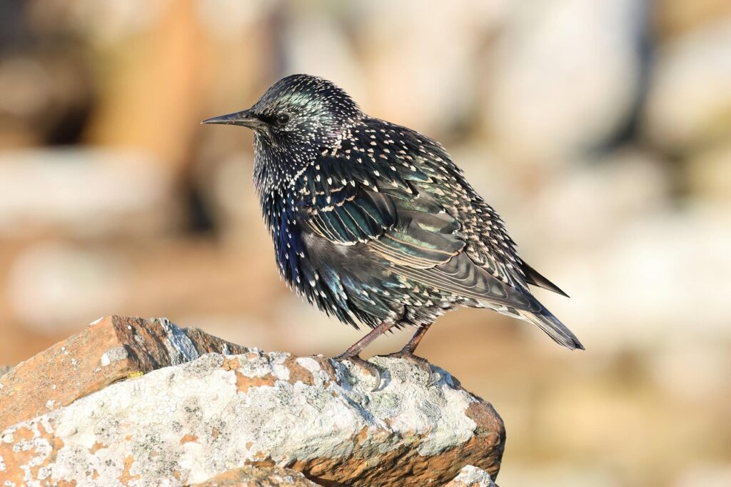 european-starling-