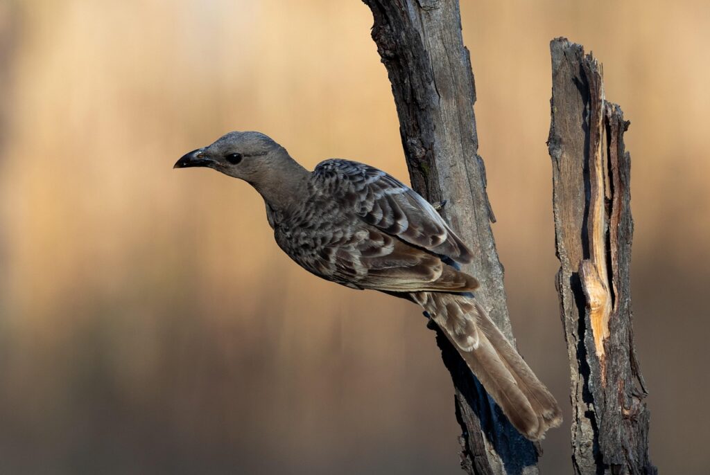 spotted bowerbird