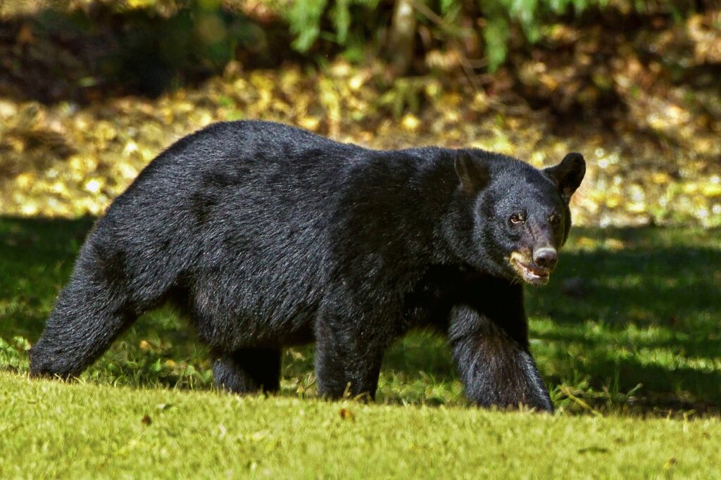 black-bear