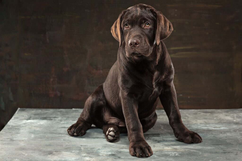 labrador retriever sitting