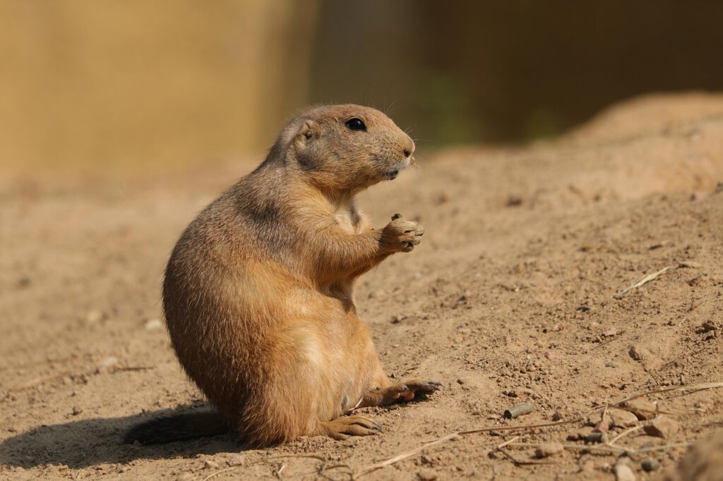 black-tailed-prairie-dog-9128190_1280