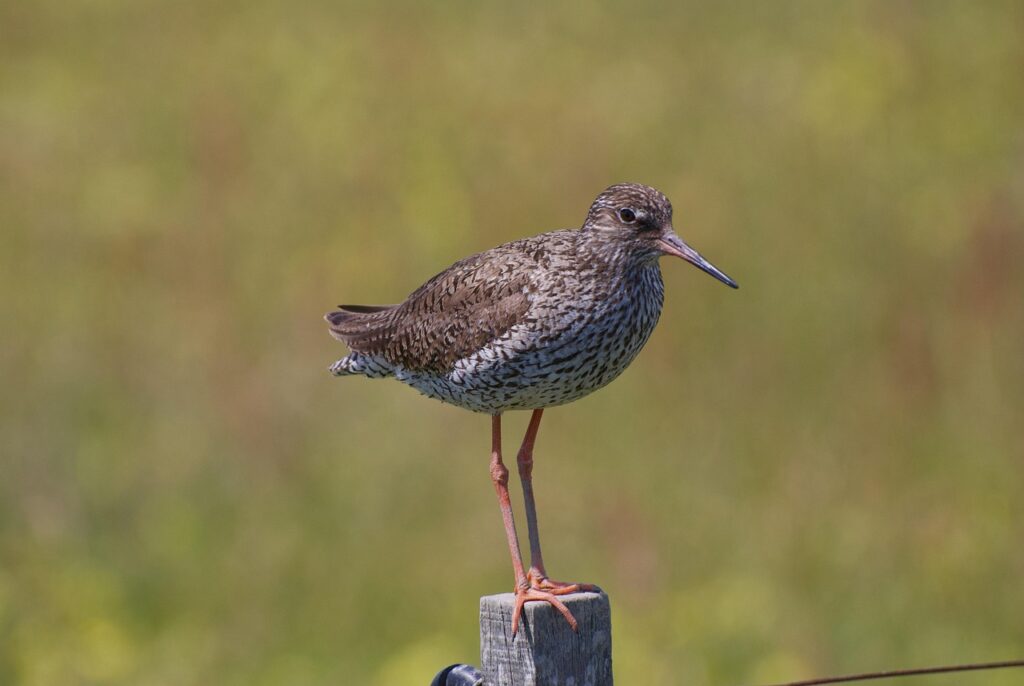 A Redshank