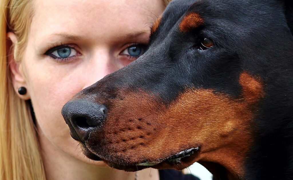 doberman