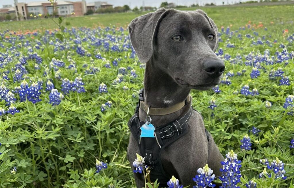 Blue Lacy dog sitting in a field of bluebonnet flowers.