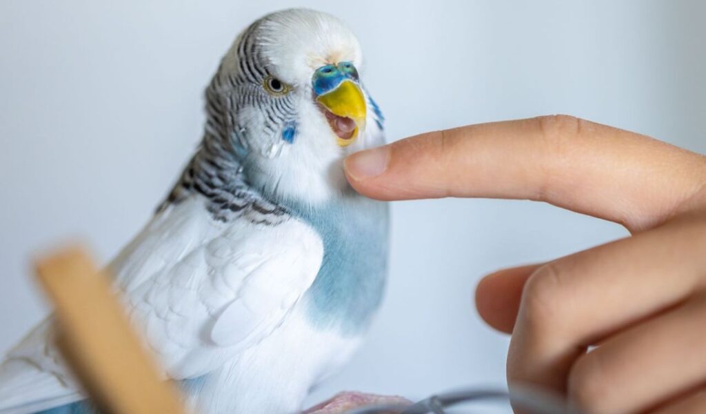Budgie chirping while being gently touched on the chin.