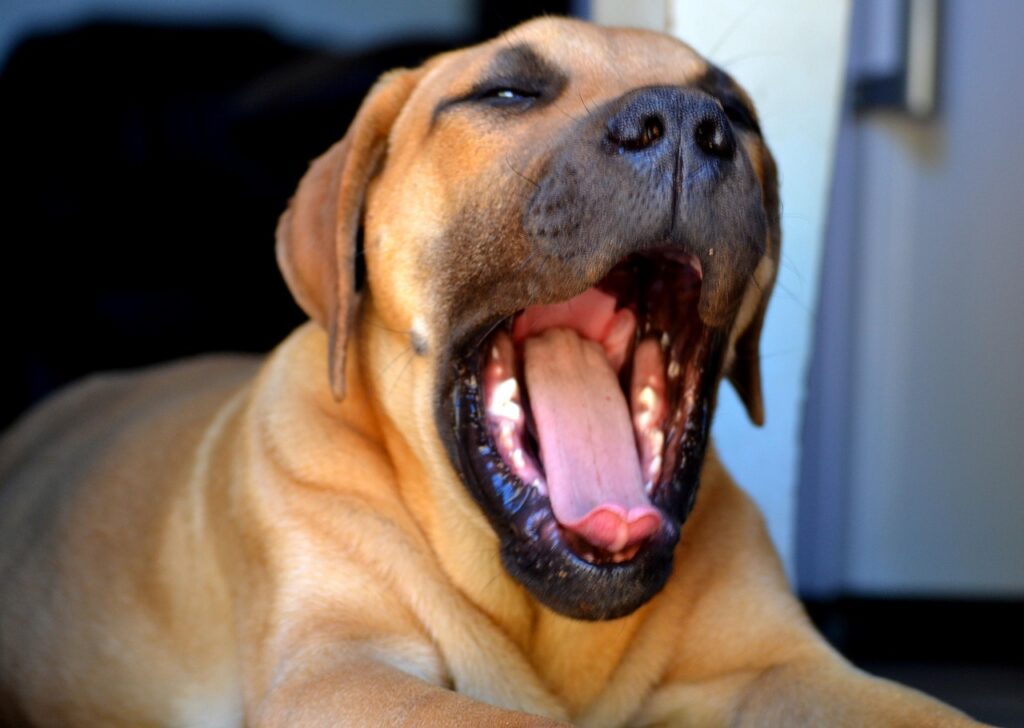 boerboel