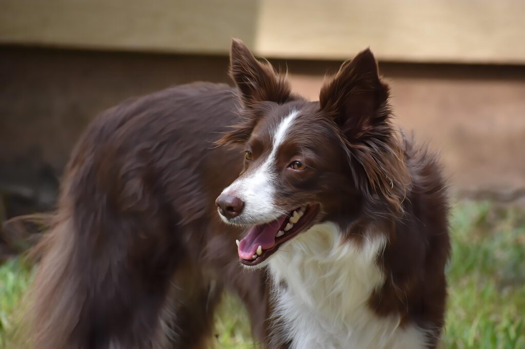 border-collie