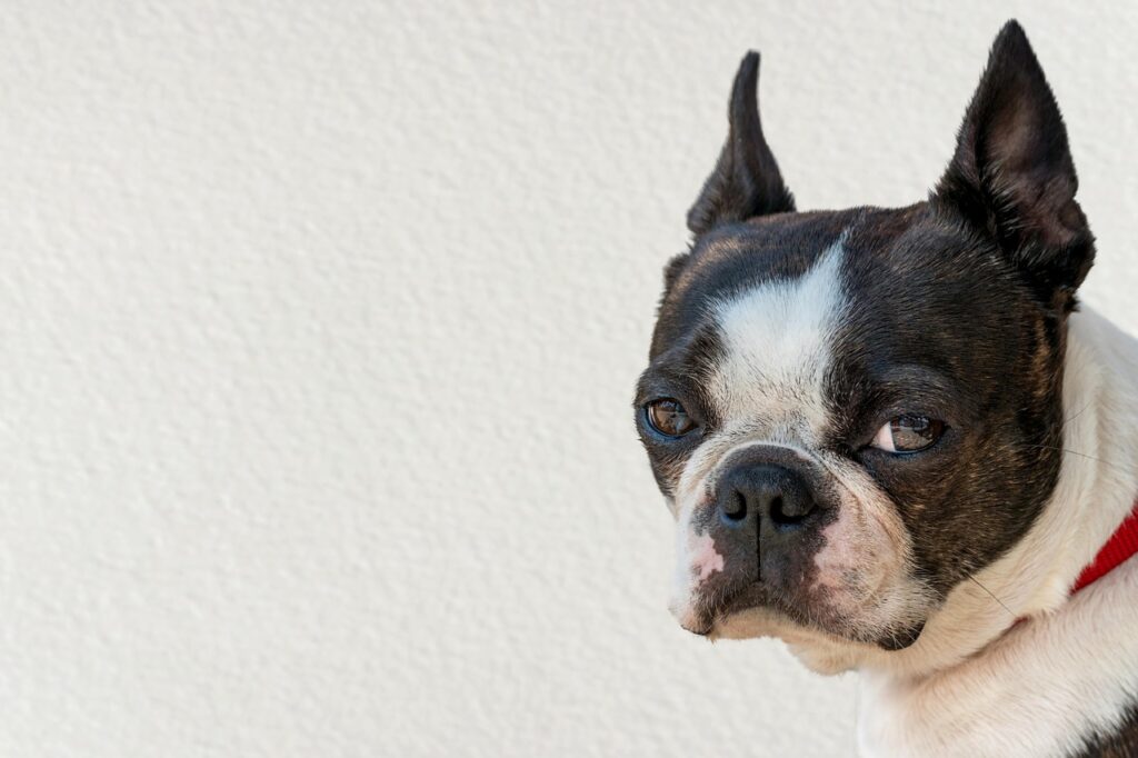 boston terrier