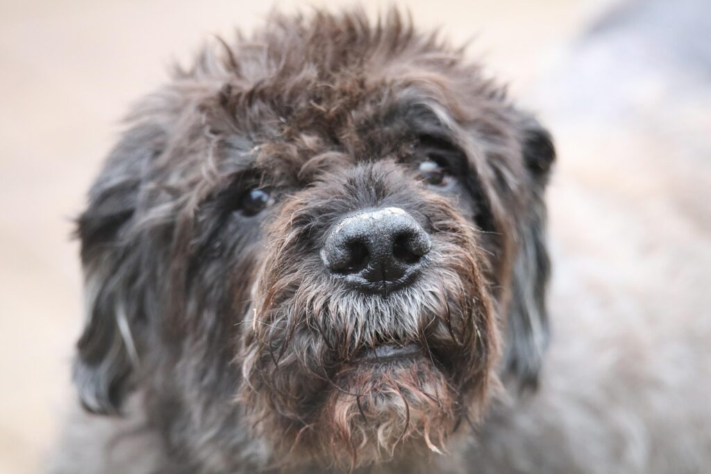 bouvier-des-flandres