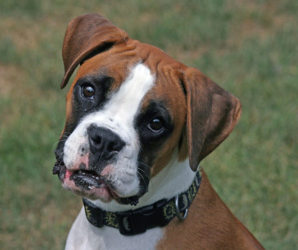 boxer