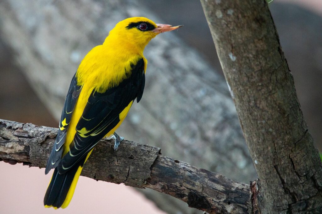 Eurasian Golden Oriole