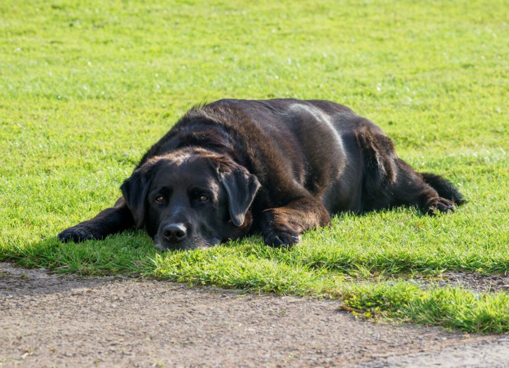 Labrador lying on grass