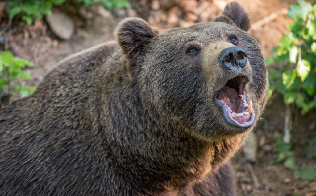 Angry brown bear