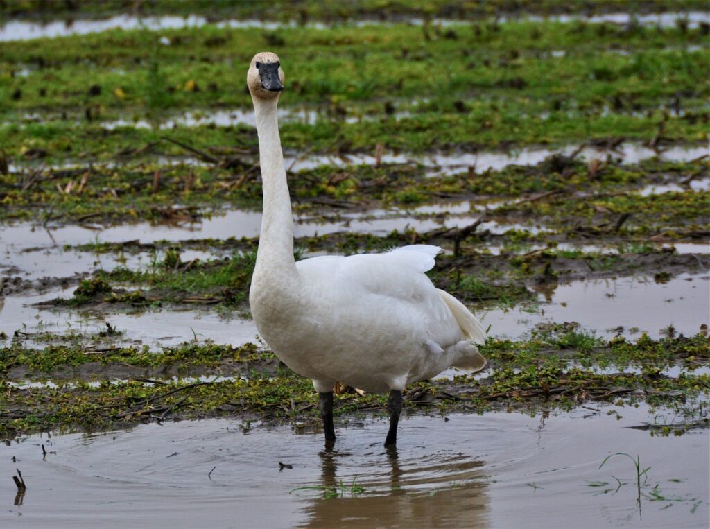 A Trumpeter Swan
