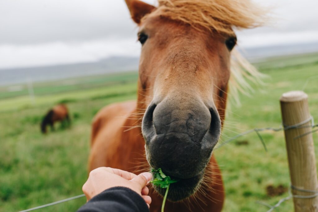 Horse Eating