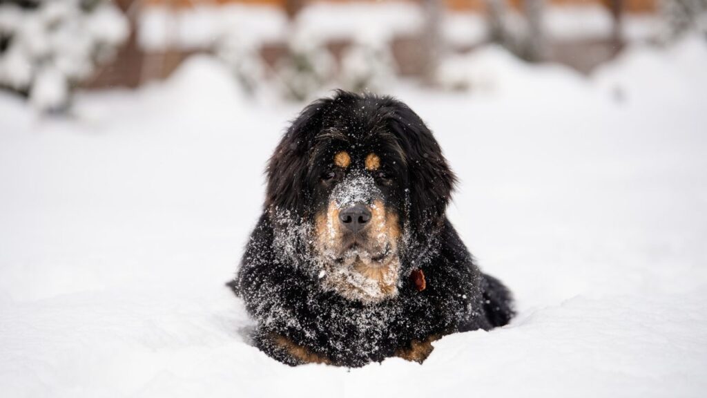 Portrait of a dog in the snow. The Tibetan Mastiff lies in the snow with snow on its face.