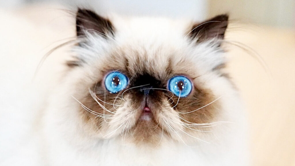 Himalayan Cat looking at us