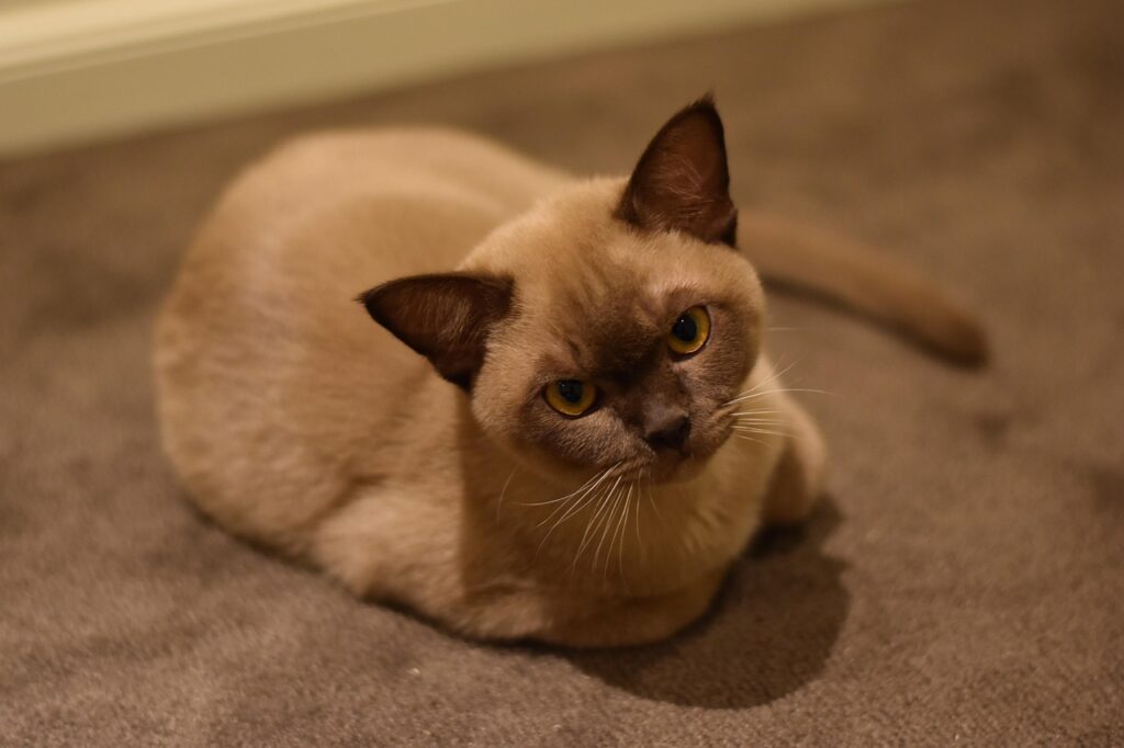 burmese cat laying down