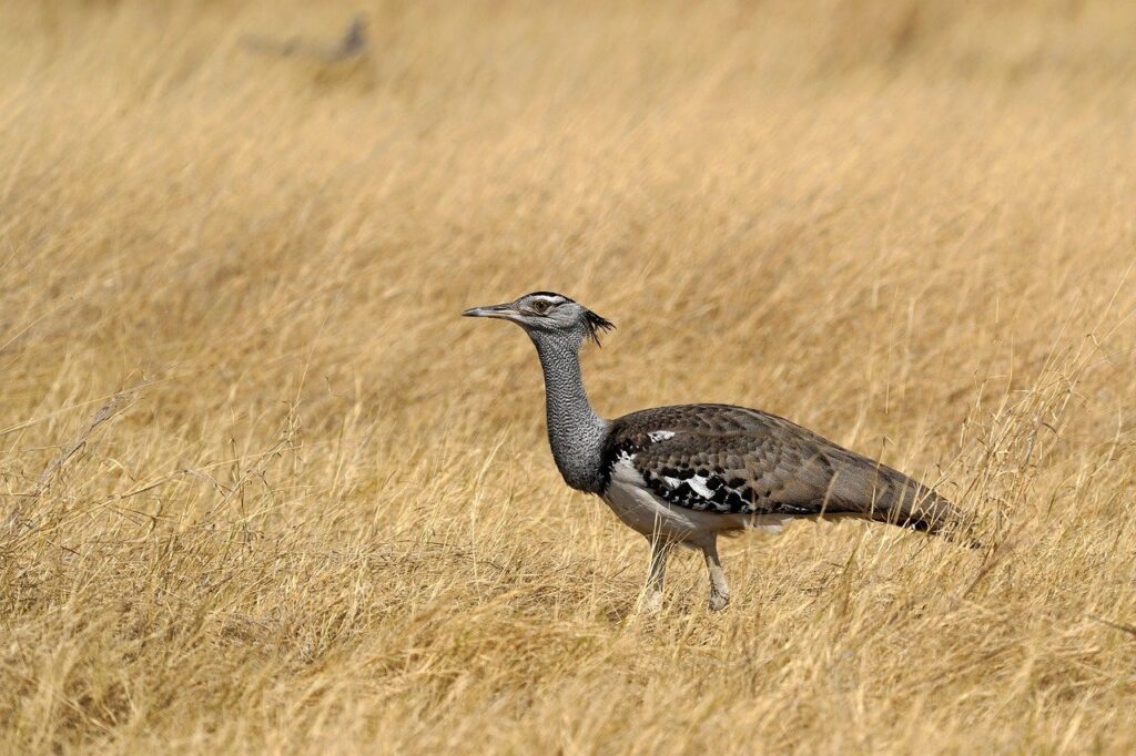 bustard