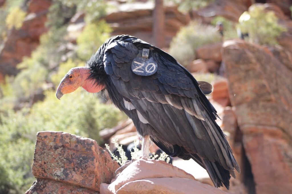 Californian Condor in Zion national park