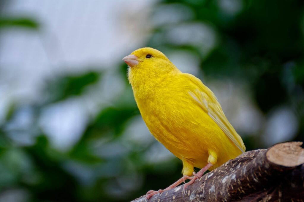 canary