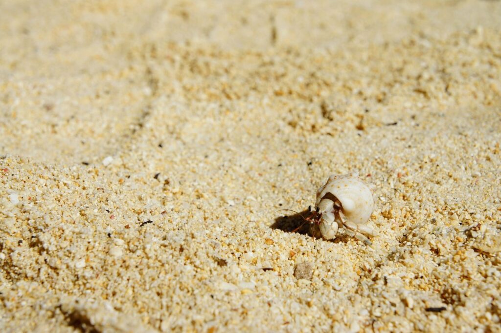 hermit crab