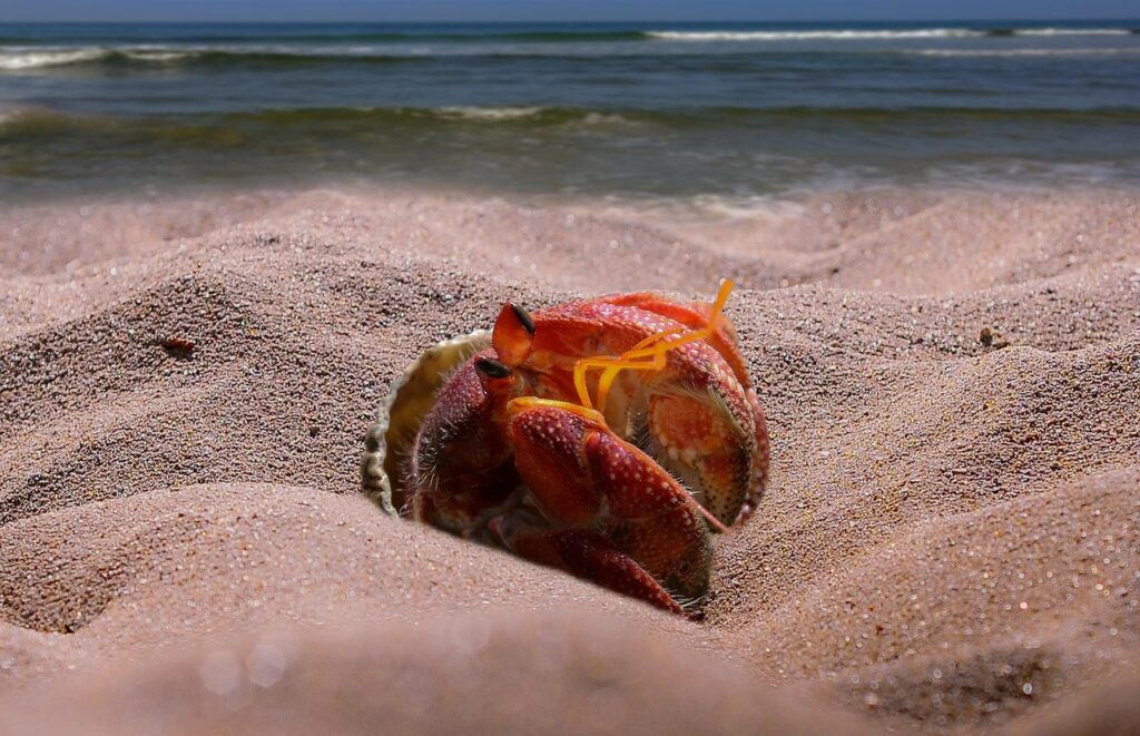 hermit crab